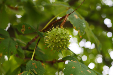 Der Herbst bringt viele Früchte, fast reife Frucht der Kastanie, Kastanie, Kastanienbaum (Castanea) 