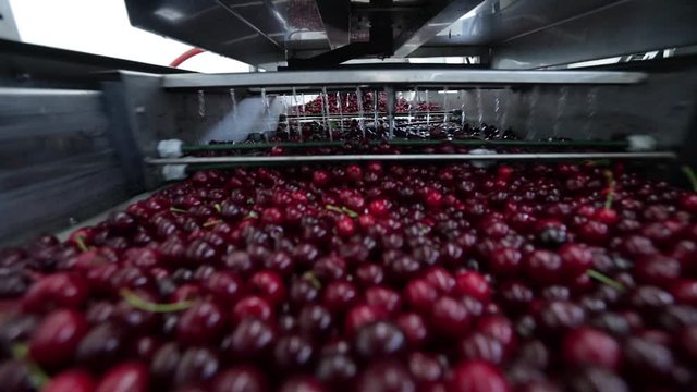 Cherry Factory. Close up, packing, choosing, washing cherries