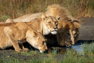 Two thirsty lionesses and male lion drinking water from a puddle in Ndutu Tanzania