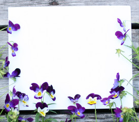 Obraz na płótnie Canvas Frame with pansy flowers. Flowers composition. Mock up with plants. Flat lay with flowers on white table. Copyspace for text. Focus on flowers