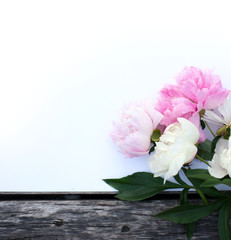  Close up photo of pink pion flower on wooden table. Summer concept. Floral background for greeting card, banner, flower shop.