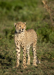 Vertical portrait of a young cheetah with beautiful amber eyes looking into the sun in Ndutu Tanzania