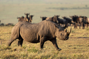Fototapeta premium Adult black rhino with a big horn walking near wildebeest herd in Masai Mara Kenya