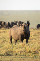 Vertical full body portrait of black rhino with big horn standing with wildebeest herd watching it in Masai Mara Kenya