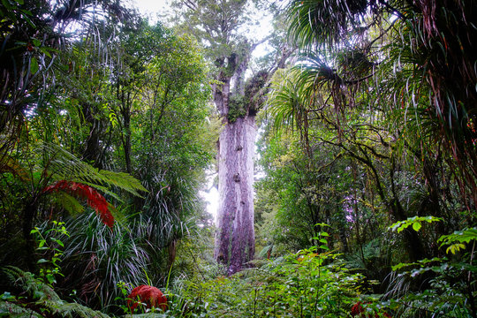 Tane Mahuta Lord of the Forest - New Zealand Kauri Tree in Waipoa Forest North Island