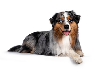 Handsome and well groomed Australian Shepherd dog, laying down side ways. Looking towards camera with light blue eyes. Isolated on white background. Mouth open, tongue out.