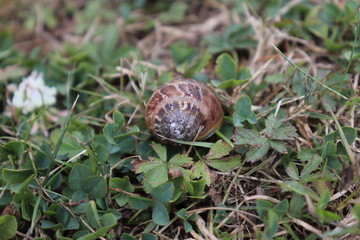 escargot sur feuilles