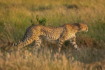 Side view of walking cheetah amongst tall grass during sunset in Masai Mara Kenya