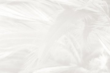 Beautiful white feather wooly pattern texture background