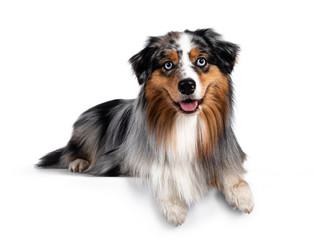 Handsome and well groomed Australian Shepherd dog, laying down with paws over edge. Looking towards camera with light blue eyes. Isolated on white background. Mouth open, tongue out.