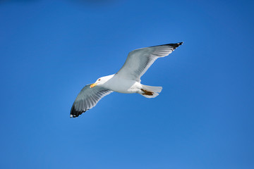 Sea Seagull, White Seagulls, Flying Seagull