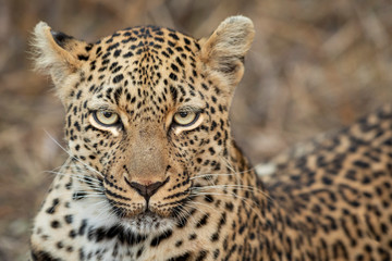 Close up horizontal portrait of leopard's face in Kruger Park South Africa