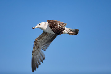 Sea Seagull, White Seagulls, Flying Seagull