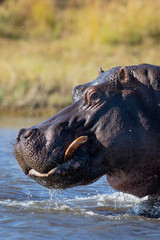 Vertical side view portrait of hippo bull's head with water dripping off his chin in Chobe River...