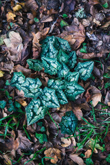 Feuille de cyclamen sauvage dans un sous bois à la fin de l'automne