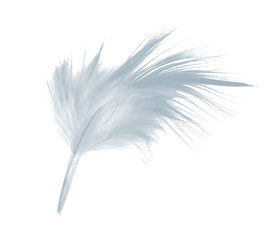 Obraz premium Beautiful sketching white feather isolated on white background