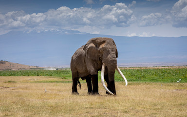 Massive adult bull elephant with huge white tusks walking in the Amboseli with Mount Kilimanjaro in...