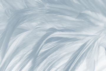 Obraz premium gray white feather wooly pattern texture background