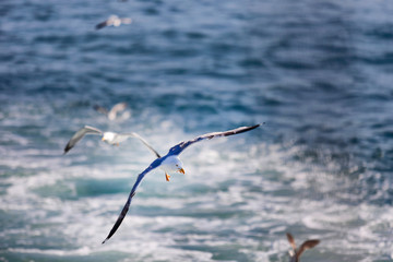 Sea Seagull, White Seagulls, Flying Seagull