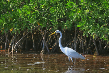 heron mangrove, wildlife, white heron in the jungle