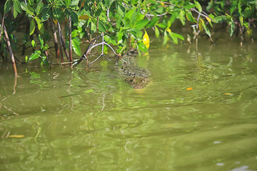 wild crocodile in the river, alligator in the swamp, wildlife predator head