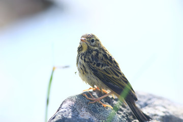 little wagtail bird chick, wildlife bird sitting on a stone