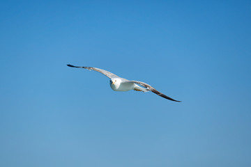 Sea Seagull, White Seagulls, Flying Seagull