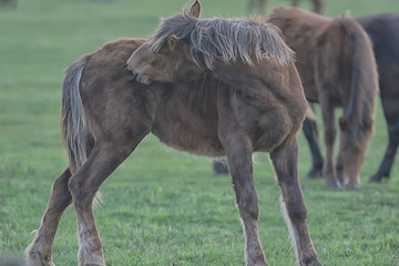 horses on the farm, animals in the field, nature of the horse