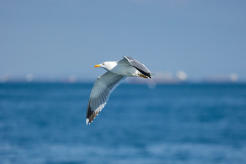 Fototapeta na wymiar Sea Seagull, White Seagulls, Flying Seagull