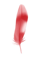 Beautiful red feather isolated on white background