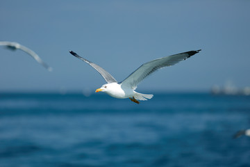 Sea Seagull, White Seagulls, Flying Seagull