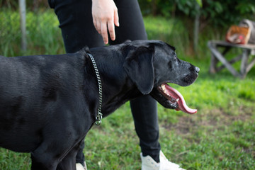 犬　横向き
