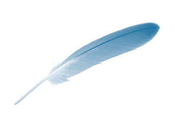 Beautiful blue peacock feather isolated on white background