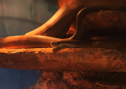 Australian wildlife snake python 