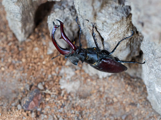 Stag beetle, Lucanus cervus, wildlife big insect