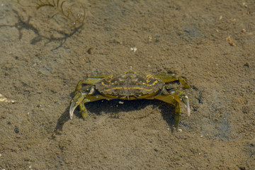 gemeine Strandkrabbe  (Carcinus maenas) ,Nordsee,Deutschland