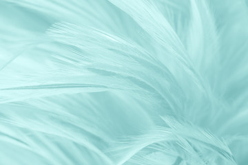 Beautiful blurred feather color light green pattern texture background
