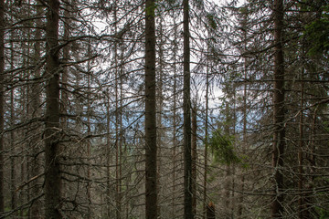 Burnt tree in Tatra mountain, Slovakia
