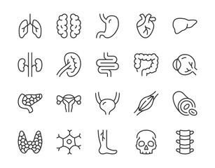 Human internal organ line icon. Minimal vector illustration with simple thin outline icons as lung, heart, stomach, bone, brain, kidney, skull and other anatomy parts. Editable Stroke