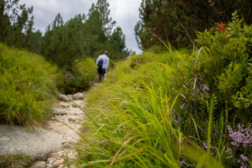 Obraz premium Hikers walking on a tourist path in Tatra mountain, Slovakia with green grass along the path