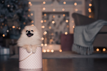 Cute pet dog sitting in open present box on floor over glowing light in room closeup. Winter holiday season. Xmas.