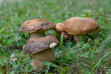 Natural food. Boletus mushroom in spring forest. 