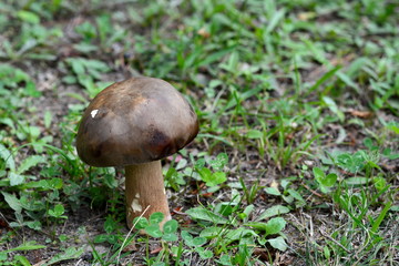 Natural food. Boletus mushroom in spring forest. 
