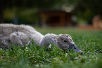 Cute little grey fluffy swan eating grass, close up photo