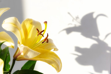 Very beautiful yellow lily with bright shadows on the wall. Minimal, styled concept for blog.
