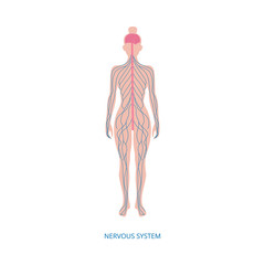 Human central nervous system infographic element vector illustration isolated.