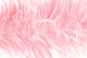 Fototapeta premium Beautiful light pink feather pattern texture background