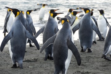 Obraz premium King Penguins on Salisbury Plain (South Georgia)