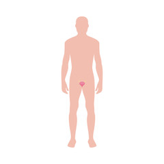 Male body shape with bladder organ icon vector illustration isolated on white.