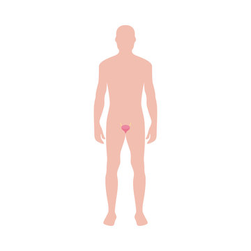 Male body shape with bladder organ icon vector illustration isolated on white.